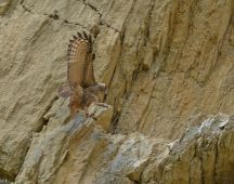 27 Eltern beobachten alles aus entferntem Wald